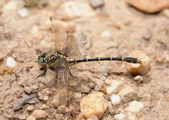 Austrogomphus australis