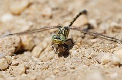 Austrogomphus australis