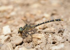 Austrogomphus australis
