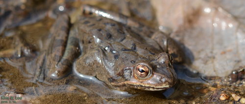 Dybovsky's Frog, Rana dybowskii