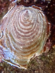 Atalacmea fragilis