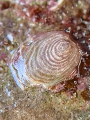 Atalacmea fragilis