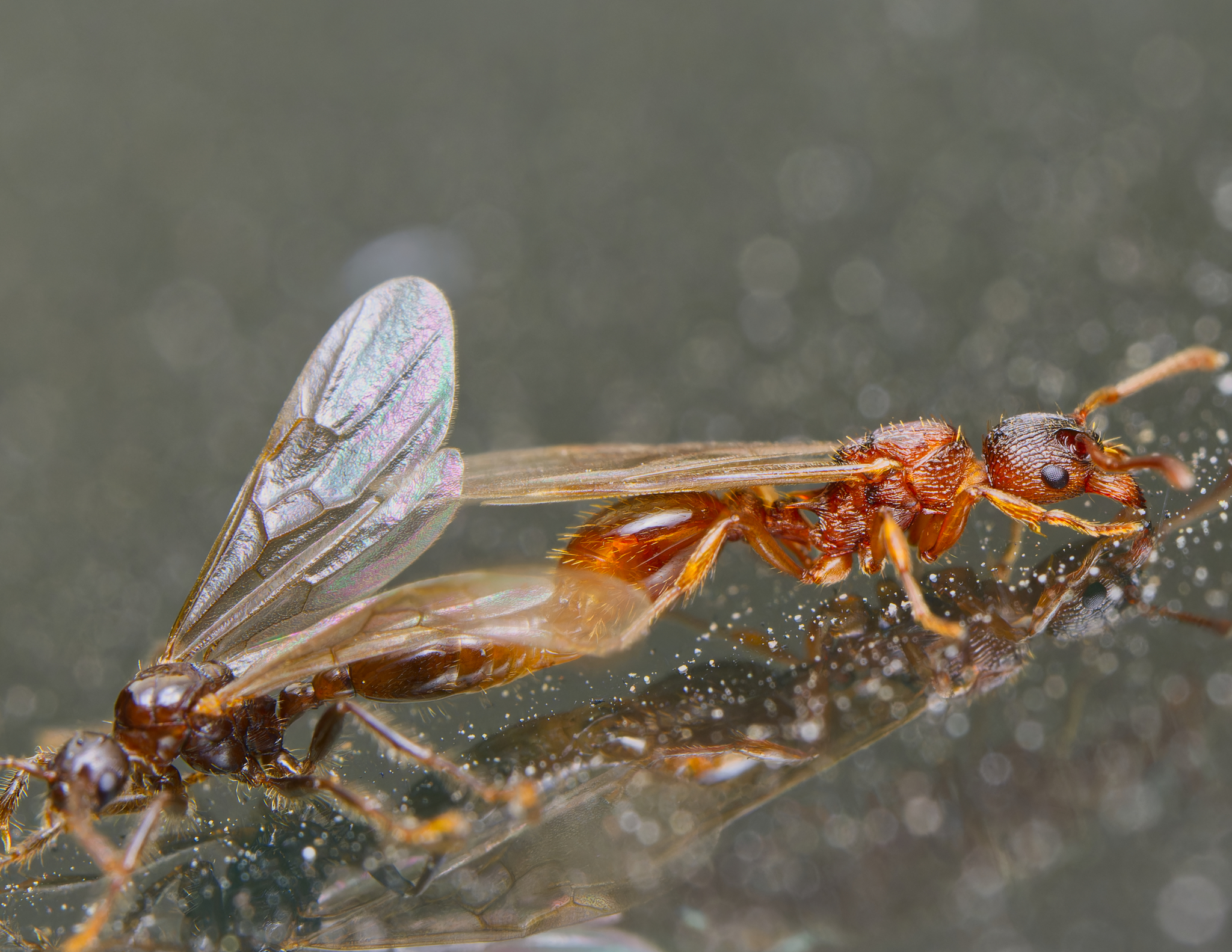 Myrmica nearctica