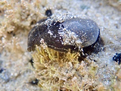 Papawera zelandiae
