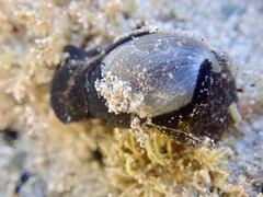 Papawera zelandiae