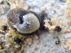 Papawera zelandiae