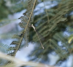 Rhadinosticta simplex