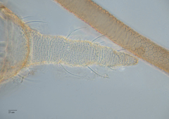Uroleucon erigeronense
