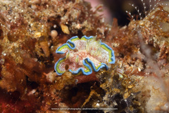 Glossodoris