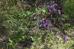 Delphinium patens