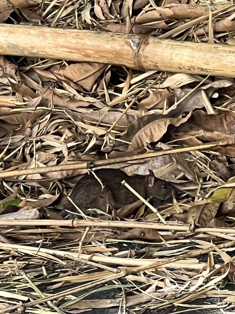 Black Rat from Puerto Rico, Cayey, Puerto Rico, US on August 28, 2023
