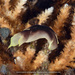 Chelidonura amoena - Photo (c) terence zahner,  זכויות יוצרים חלקיות (CC BY-NC), uploaded by terence zahner
