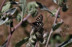 Euphydryas chalcedona chalcedona