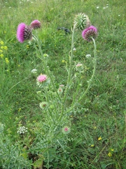 Carduus nutans leiophyllus