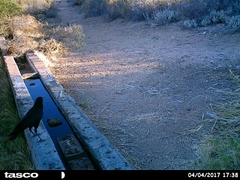 Corvus capensis