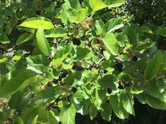 Morus alba