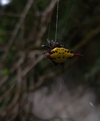 Gasteracantha sauteri