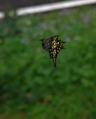 Gasteracantha sauteri