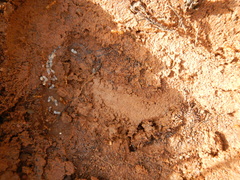 Camponotus cuneiscapus