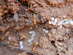 Camponotus cuneiscapus