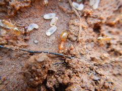 Camponotus cuneiscapus