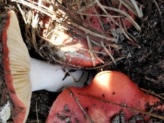 Russula californiensis