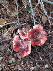 Russula californiensis