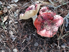Russula californiensis
