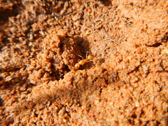 Camponotus cuneiscapus