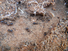 Tetramorium solidum