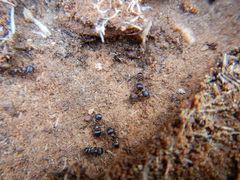 Tetramorium solidum