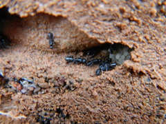 Tetramorium solidum