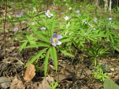 Anemonoides caerulea
