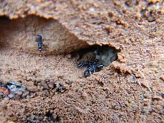 Tetramorium solidum