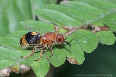 Odontomutilla uranioides