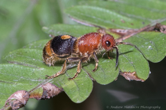 Odontomutilla uranioides