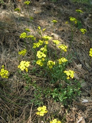 Draba sibirica