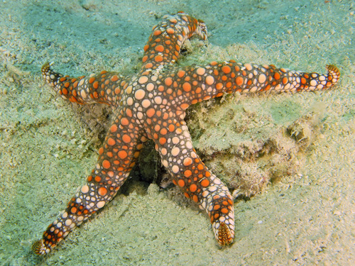 Bumpy sea star