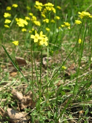 Draba sibirica