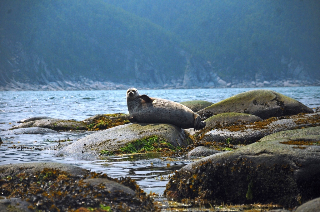 Okhotsk ringed seal