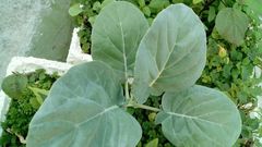 Brassica oleracea albiflora