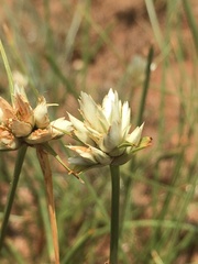 Cyperus niveus leucocephalus