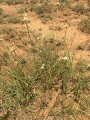 Cyperus niveus leucocephalus