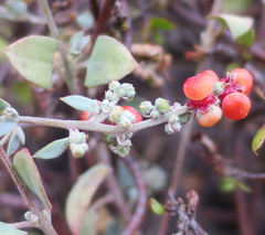 Chenopodium triandrum