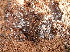 Pheidole capensis