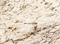 Austrogomphus australis