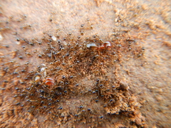 Pheidole capensis