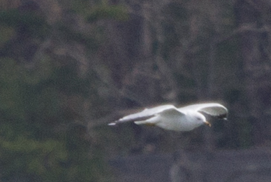 Ring-billed Gull photographed in Arkansas