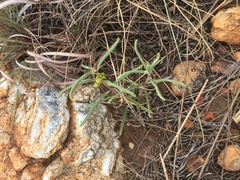 Raphionacme velutina