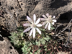 Anemone tuberosa